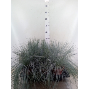 Festuca glauca 'Intens Blue'