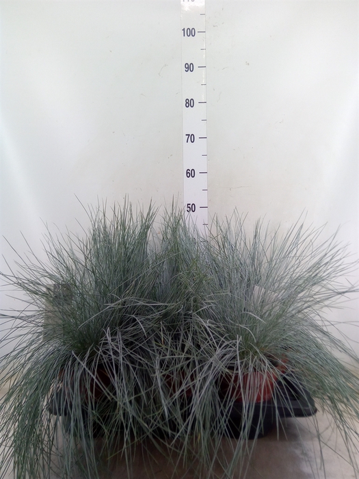 <h4>Festuca glauca 'Intens Blue'</h4>