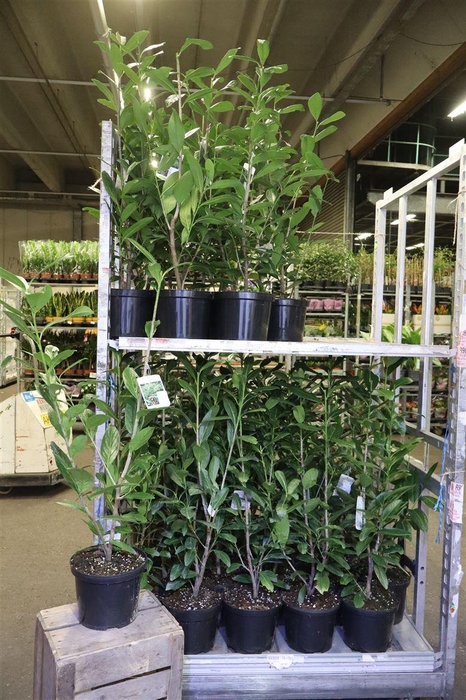 <h4>Prun La Zabeliana</h4>