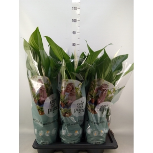 Spathiphyllum  'Bingo Cupido'