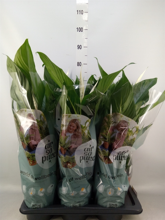 <h4>Spathiphyllum  'Bingo Cupido'</h4>