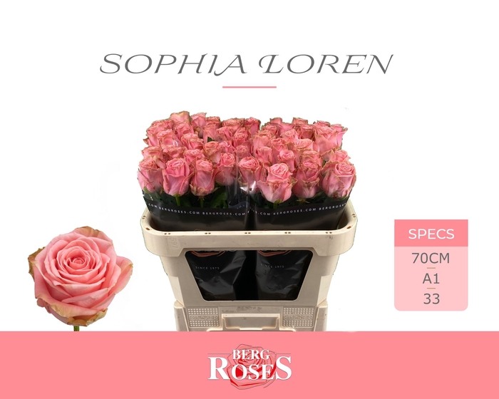<h4>Rozen R GR Sophia Loren 34</h4>