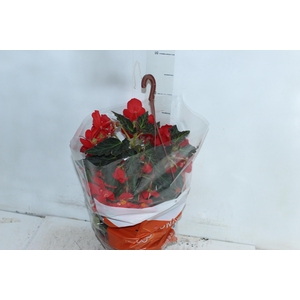 BEGONIA MISS MONTREAL C21