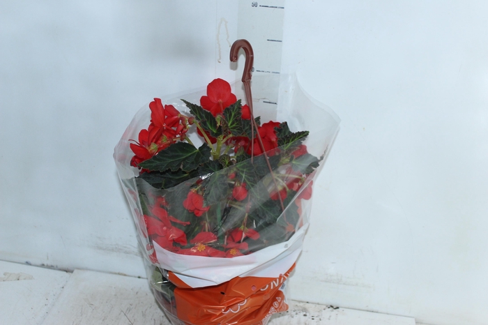 <h4>BEGONIA MISS MONTREAL C21</h4>