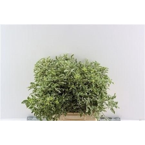 PITTOSPORUM BS