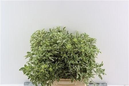<h4>PITTOSPORUM BS</h4>