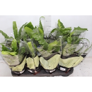 ASPLENIUM VARIADO P14