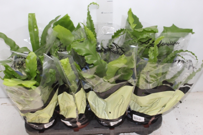 <h4>ASPLENIUM VARIADO P14</h4>