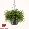 Rhipsalis Burchellii hangpot