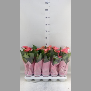 Anthurium andr. 'Sweet Dream'