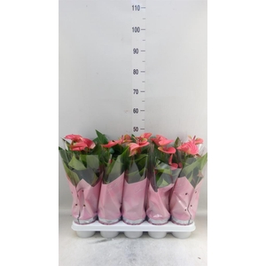 Anthurium andr. 'Sweet Dream'