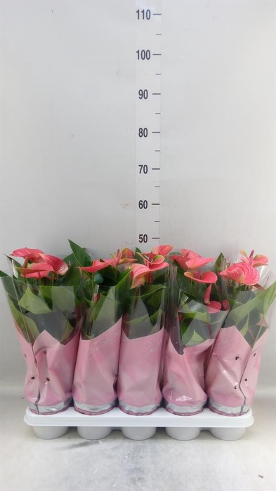 <h4>Anthurium andr. 'Sweet Dream'</h4>