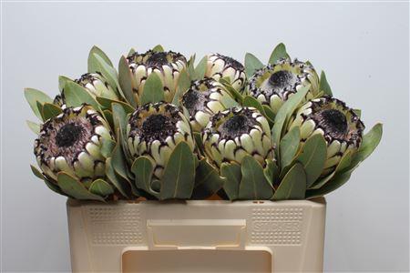 <h4>Protea Barb Snow Leopard</h4>