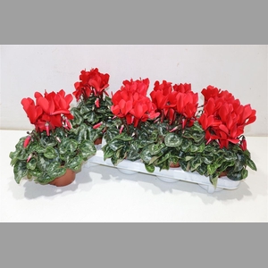 Cycl Md Sup Macro Red