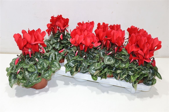 <h4>Cycl Md Sup Macro Red</h4>