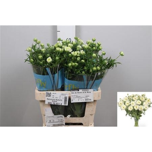 Ran Butterfly Graces