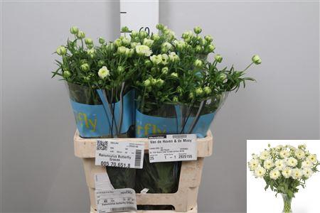 <h4>Ran Butterfly Graces</h4>