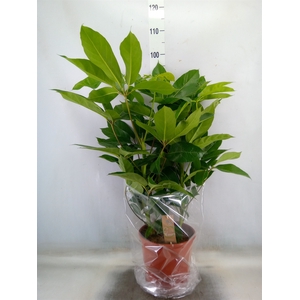 Schefflera actin. 'Amate'