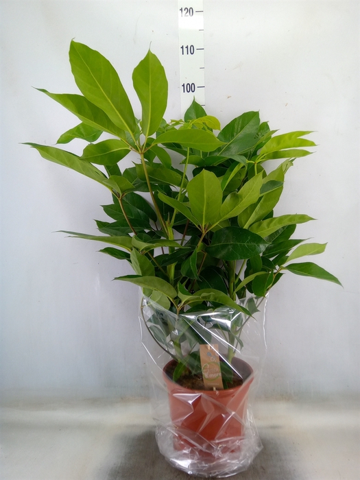 <h4>Schefflera actin. 'Amate'</h4>