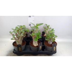 Adenium NB 'Ansu Baobab'