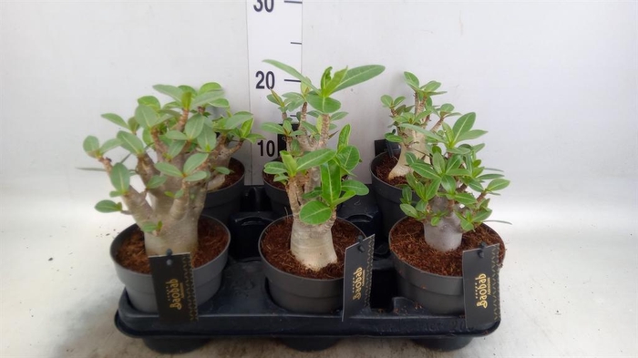 <h4>Adenium NB 'Ansu Baobab'</h4>
