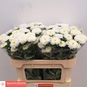Callis Azumi XL White Hanemaaijer