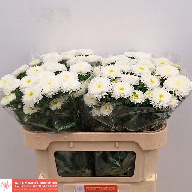 <h4>Callis Azumi XL White Hanemaaijer</h4>