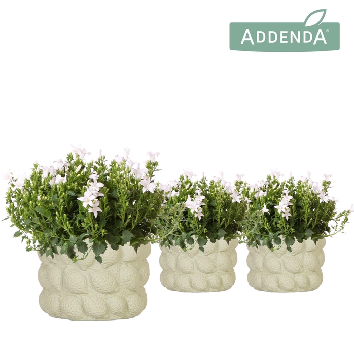 <h4>Campanula Addenda Ambella white in Citrus pot green</h4>