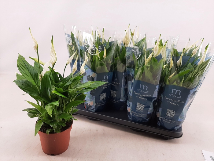 <h4>SPATH BELLINI</h4>