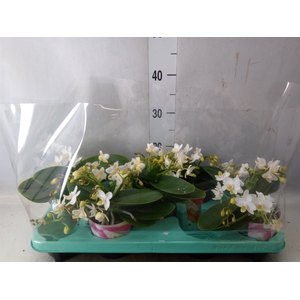 Phalaenopsis multi. 'Ant Nazare'