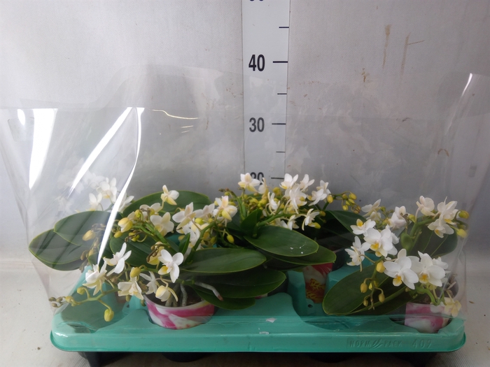 <h4>Phalaenopsis multi. 'Ant Nazare'</h4>