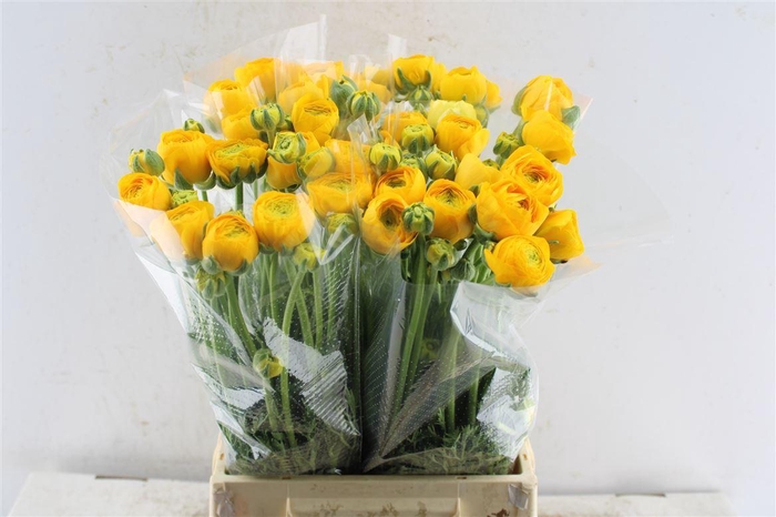 <h4>Ran Aazur Yellow</h4>