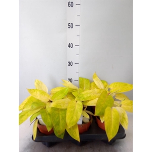 Philodendron   ...
