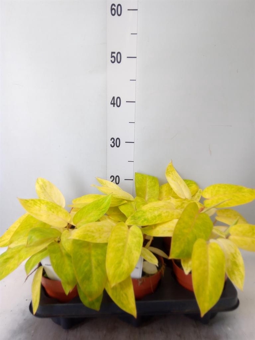 <h4>Philodendron   ...</h4>