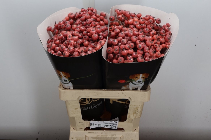 <h4>Wax-Rozen Wax Wit  Zilver glitter</h4>