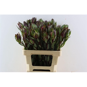 Leucad Senorita 60cm