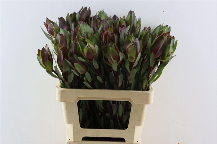 <h4>Leucad Senorita 60cm</h4>