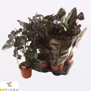 ANTHU AN JAMBO BLACK