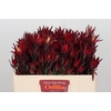 Leucadendron Blush Spray