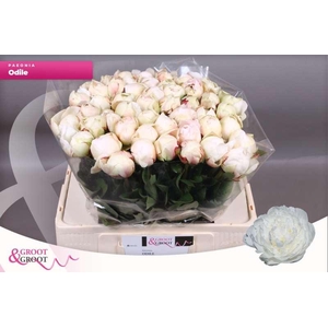 Paeonia Odile | Xxl