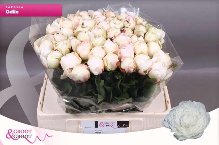<h4>Paeonia Odile | Xxl</h4>