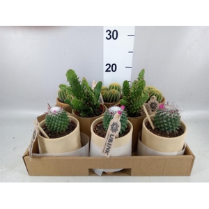 Cactus   ...mix