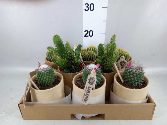 <h4>Cactus ...mix</h4>
