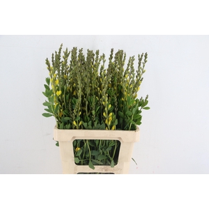 BAPTISIA AUSTRALIS THIJS YELLOW 065CM