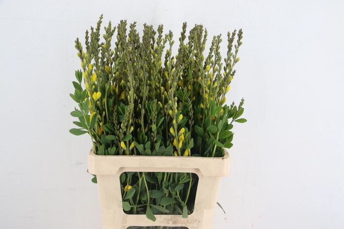 <h4>BAPTISIA AUSTRALIS THIJS YELLOW 065CM</h4>