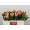 Protea Grandicolor