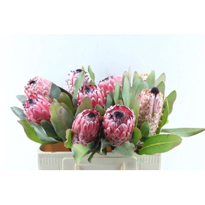 Protea Barbigera