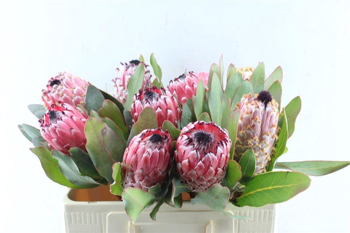 <h4>Protea Barbigera</h4>