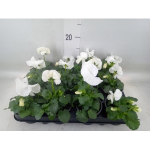 Viola wr. 'Delta Pure White'