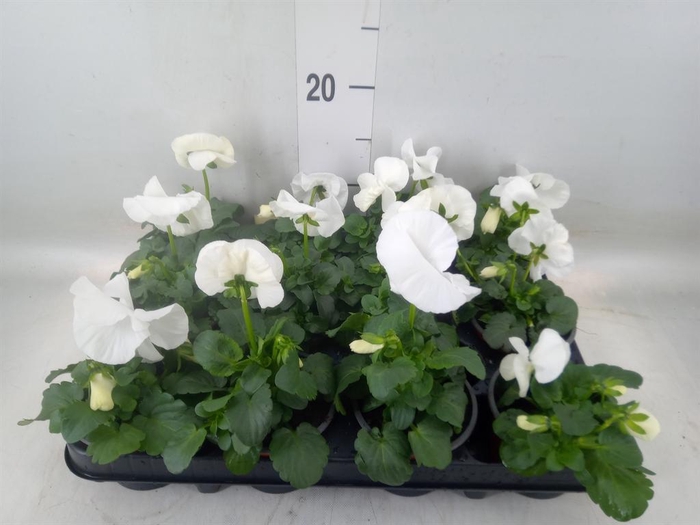 <h4>Viola wr. 'Delta Pure White'</h4>